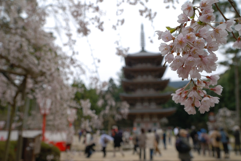 醍醐寺、五重塔、桜_c0171945_21393847.jpg