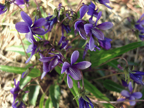 f0031546_17134918.gif