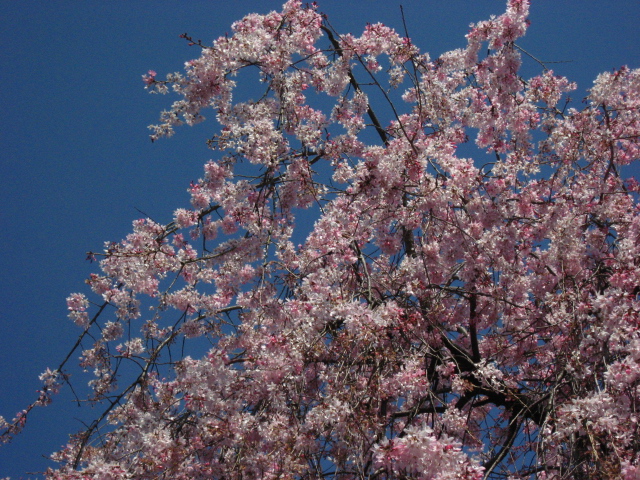 桜_b0097747_13431597.jpg