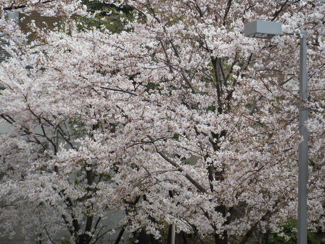 e0142956_1119269.jpg
