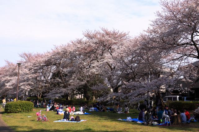 桜の街_f0044056_7325481.jpg