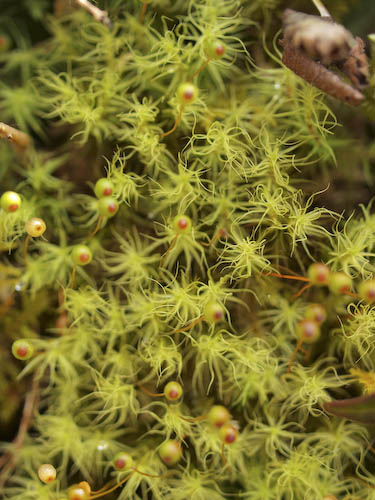 １７５　カタクリの花(初恋バージョン)_f0202957_20245867.jpg