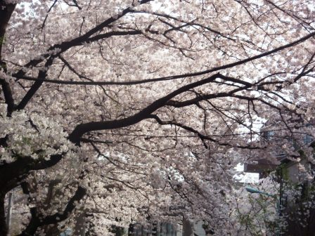ぷち花見。_c0119259_23173141.jpg