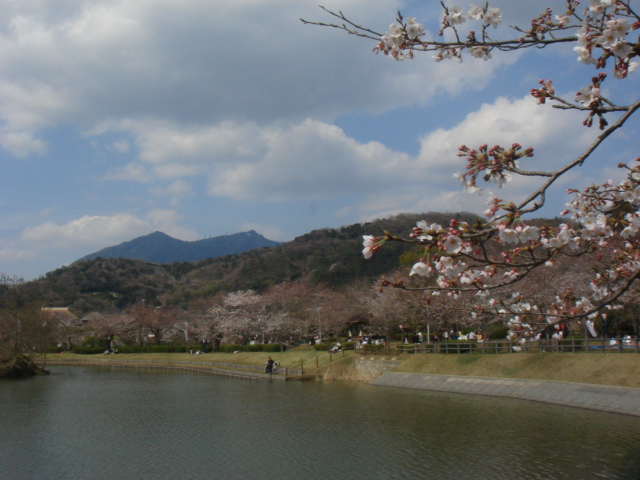 北条大池のさくら_b0124462_19145781.jpg