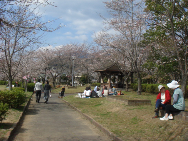 北条大池のさくら_b0124462_1916332.jpg