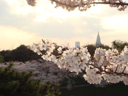 満開の桜_e0165162_2319012.jpg