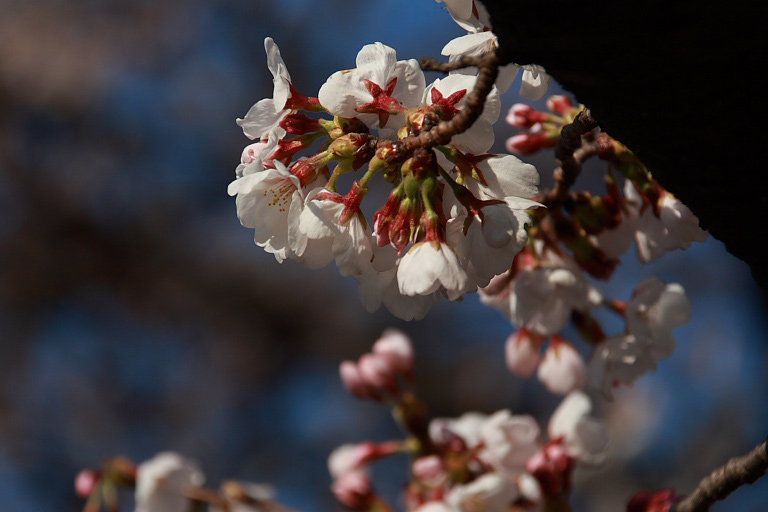 　　朝倉運動公園の桜を下見する_f0129465_823282.jpg