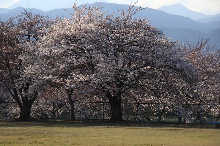 　　朝倉運動公園の桜を下見する_f0129465_8242651.jpg