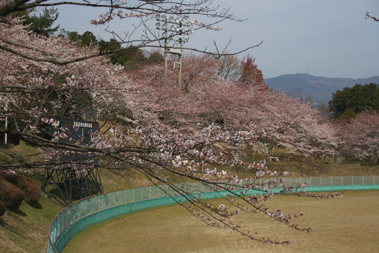 　　翌朝再び朝倉公園を訪ねる_f0129465_8305461.jpg