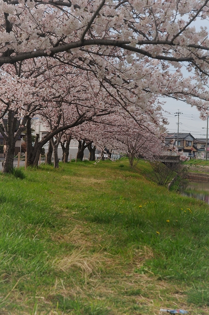 卯月・桜花爛漫。_f0132566_20395297.jpg