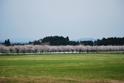 桜_a0112572_1985643.jpg