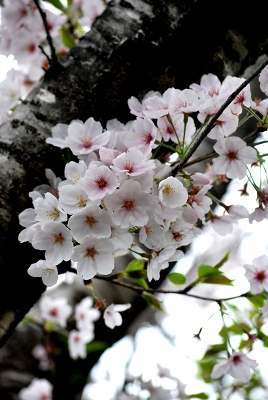 桜_a0112572_1994242.jpg