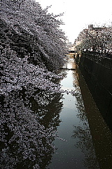 続　この春桜カメラマンになる。_b0141773_19504297.jpg