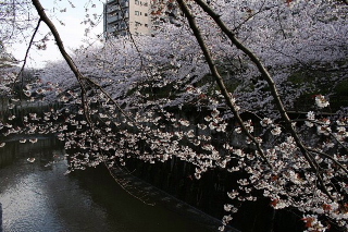 続　この春桜カメラマンになる。_b0141773_19532432.jpg