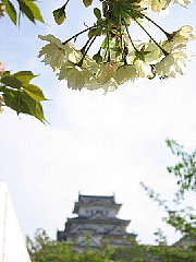 続　この春桜カメラマンになる。_b0141773_19572338.jpg