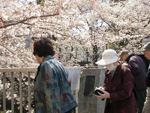 神田川の桜！_c0162773_20431636.jpg