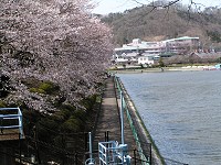 鹿の川沼 2009 (みどり市笠懸町) 【桜】_b0004675_2126135.jpg