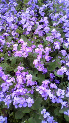 春の花々（１）_a0098079_17195418.jpg