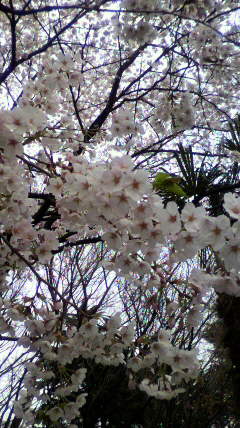 春の花々（３）_a0098079_21255917.jpg