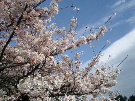 桜満開の新宿御苑*ワインお花見2009_e0173679_231655.jpg