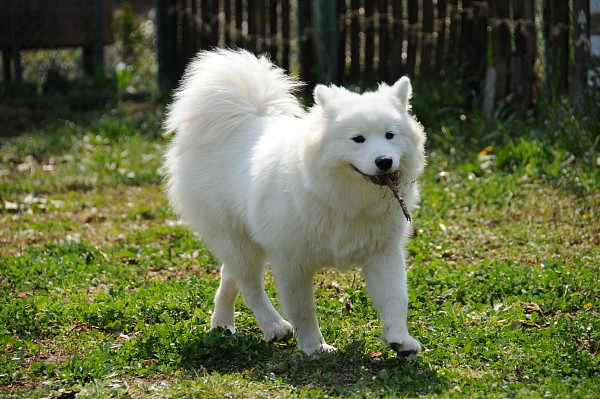 とぶき　200903 21_c0109780_71121100.jpg