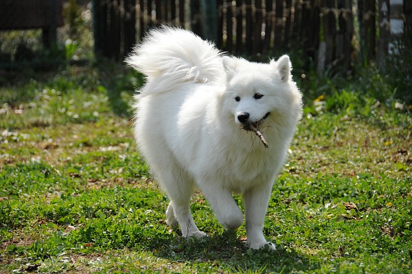 とぶき　200903 21_c0109780_7112878.jpg