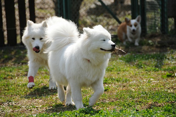 とぶき　200903 21_c0109780_711677.jpg