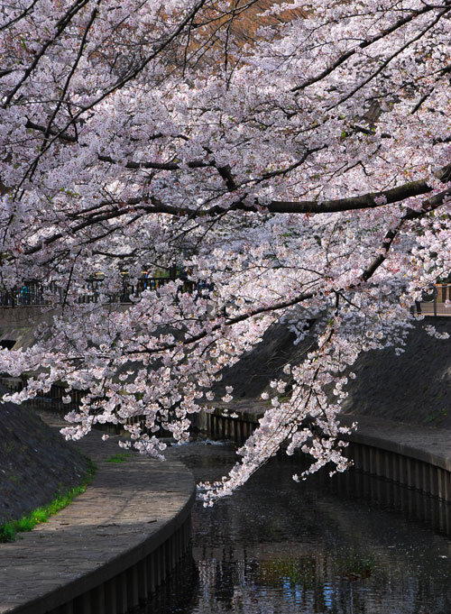 「2009桜散歩」和田堀公園へ．．_c0009981_17235114.jpg