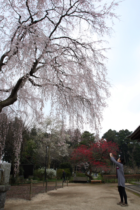 水戸河和田町　報仏寺_e0143883_448101.jpg