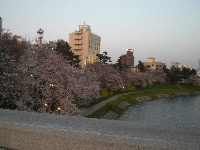 岡崎の夜桜_c0083484_1342617.jpg