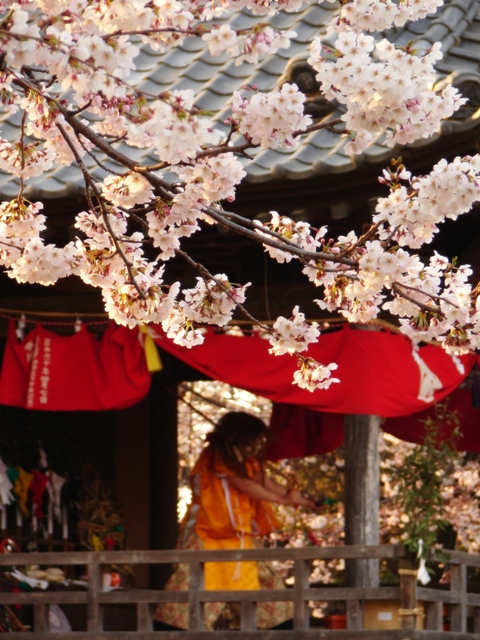 桜の花の下_b0011185_23322132.jpg