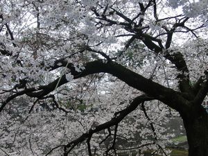 桜祭_f0039085_13322265.jpg