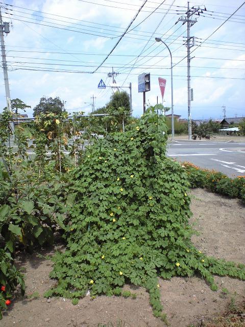 f0197688_16564863.jpg