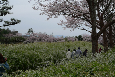 お花見(愛知県緑化センター~豊田市民芸館)_b0142989_20123379.jpg
