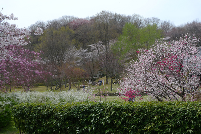 お花見(愛知県緑化センター~豊田市民芸館)_b0142989_2028396.jpg