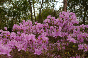 お花見(愛知県緑化センター~豊田市民芸館)_b0142989_20293191.jpg