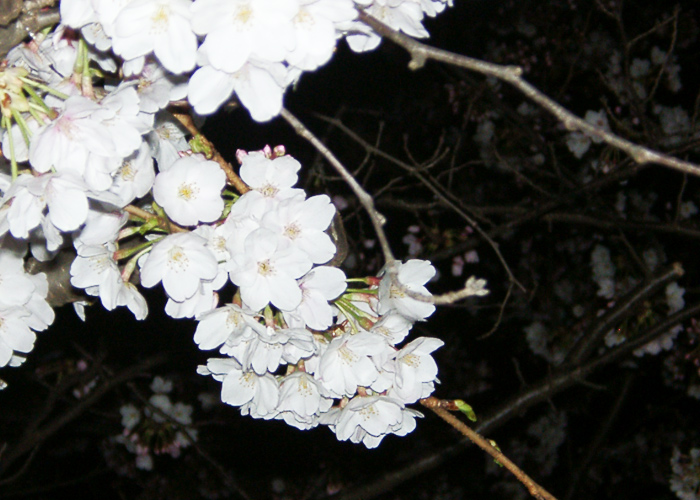 a0024690_285758.jpg