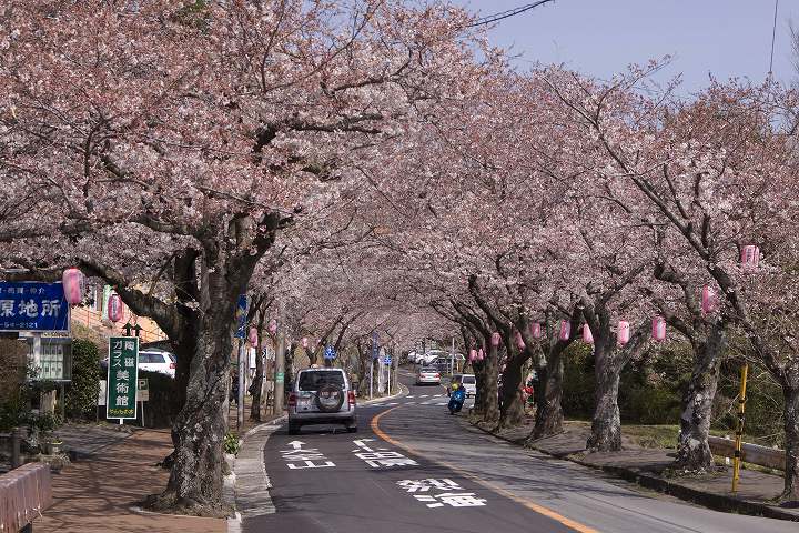 4月3日東伊豆 伊豆高原 桜のトンネルにて_f0125990_21255518.jpg