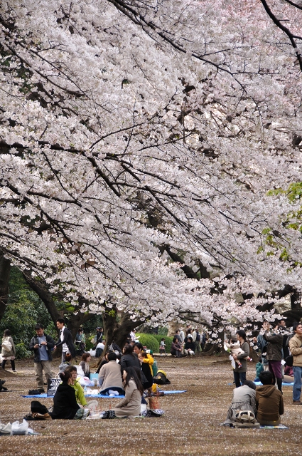 桜　2009　。_f0110195_130228.jpg