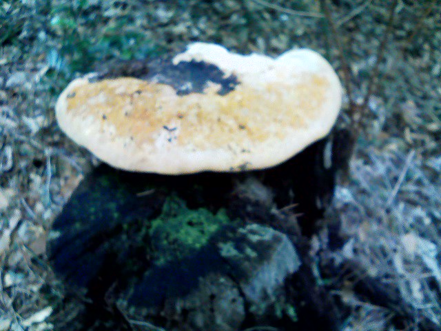 c0133096_1619363.jpg