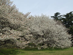 桜桜　今咲き誇る♪_d0129796_15333290.jpg