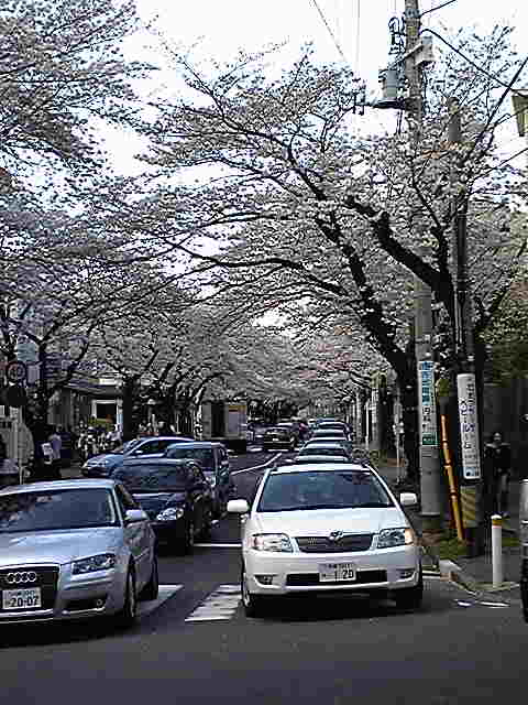 桜三昧_c0154797_19484957.jpg