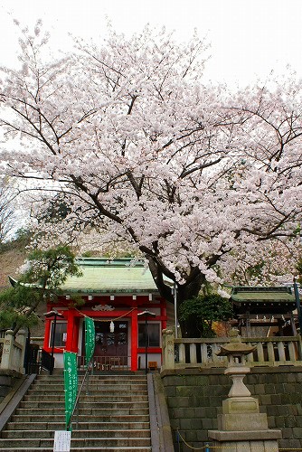 横浜元町の桜_b0145398_22534941.jpg