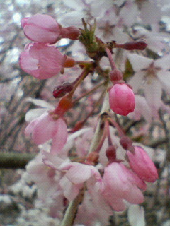 a0101000_17592826.jpg