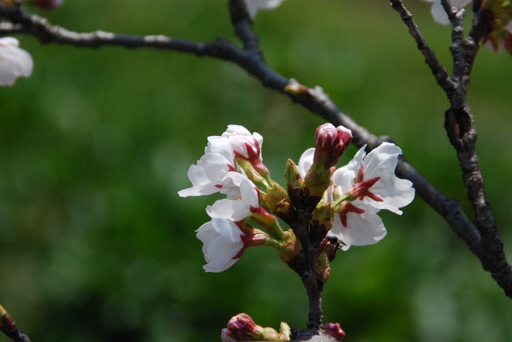 桜の開花状況と畑_e0087201_22511721.jpg