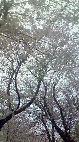 b0110403_1182469.jpg