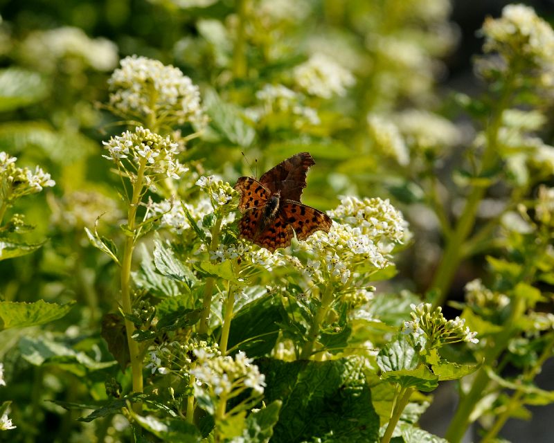 e0103903_2126138.jpg