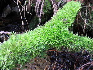 e0118904_2329531.jpg