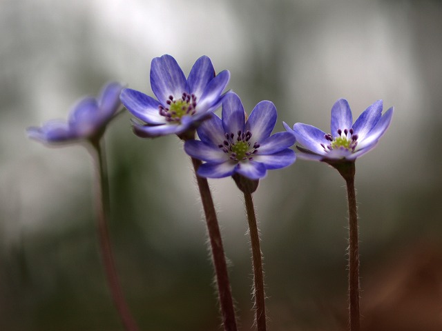 国上山の花0404_a0117305_2211516.jpg