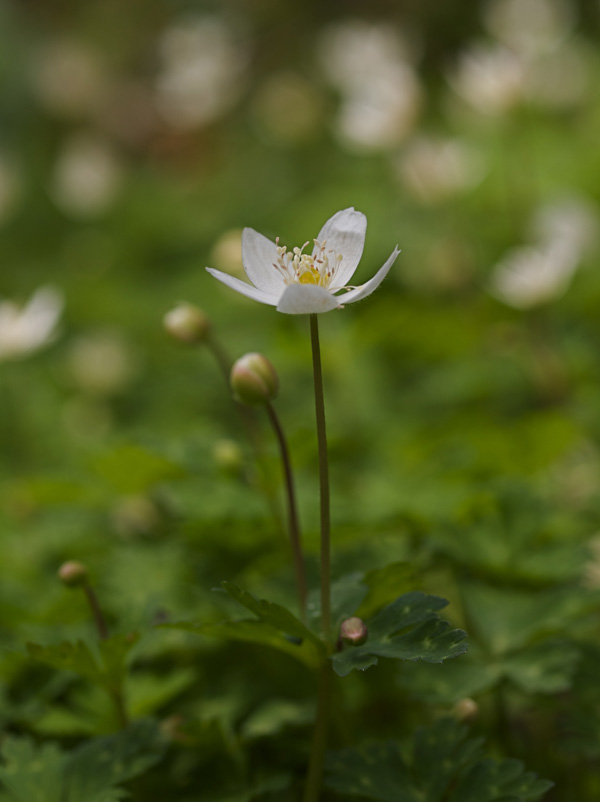 超ひさしぶりの井原山　その2_a0037907_21241085.jpg